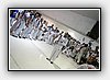 IMG_7620.JPG